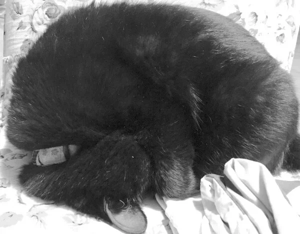 ネットオークションでジャンクPCを買う時に注意したいこと