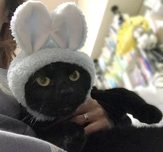 秋葉ネオ管理人の家族猫